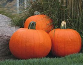 Jack-o-lantern Pumpkin