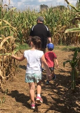 corn maze
