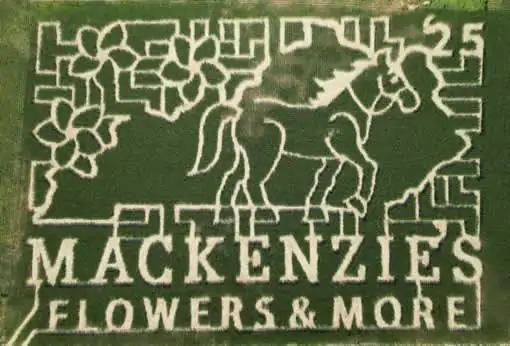 Corn Maze Just Piddlin Farm Kentucky small