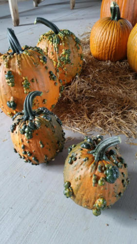 Just Piddlin Farm 2018 (12)