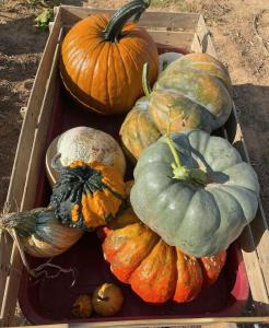 Pumpkin Patch 